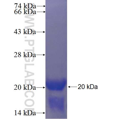 MYO1F fusion protein Ag23528 SDS-PAGE