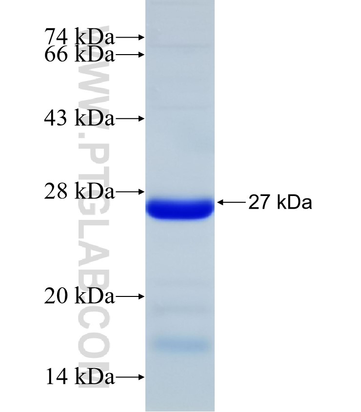 MYO5B fusion protein Ag32670 SDS-PAGE