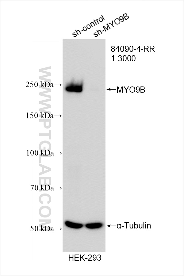 Western Blot (WB) analysis of HEK-293 cells using MYO9B Recombinant antibody (84090-4-RR)