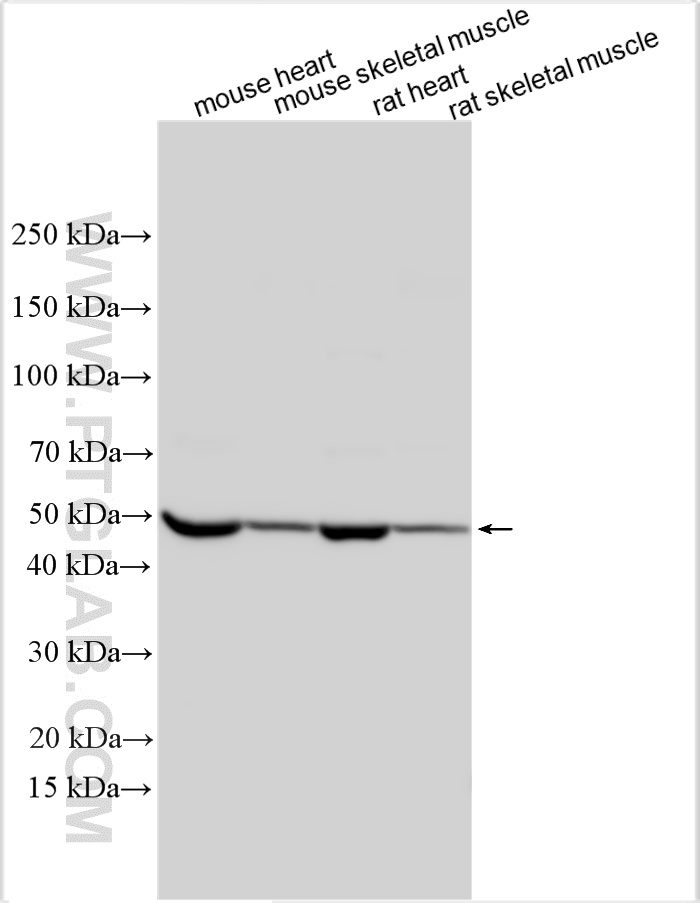 Western Blot (WB) analysis of various lysates using MYOD1 Polyclonal antibody (18943-1-AP)