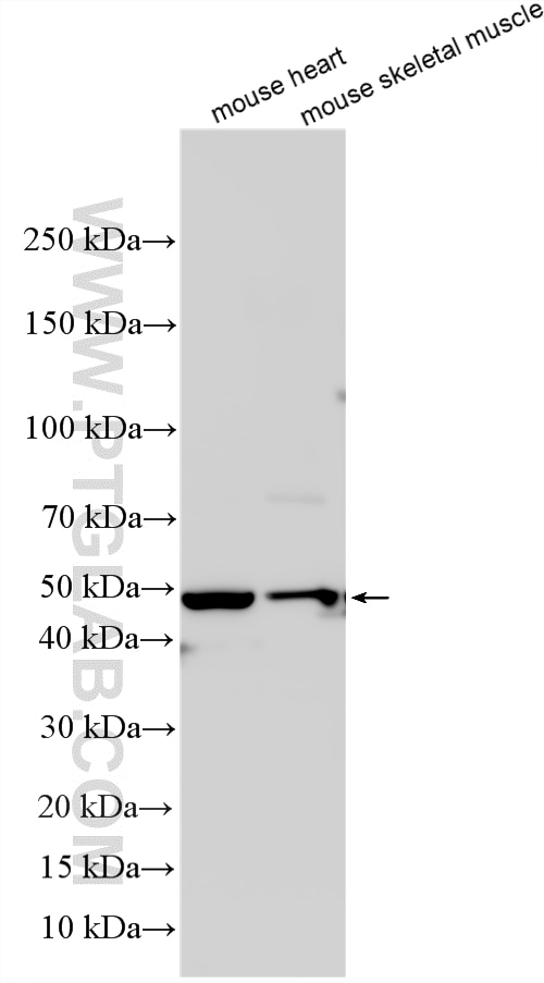 Western Blot (WB) analysis of various lysates using MYOD1 Polyclonal antibody (18943-1-AP)
