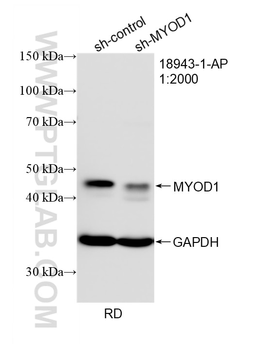 Western Blot (WB) analysis of RD cells using MYOD1 Polyclonal antibody (18943-1-AP)