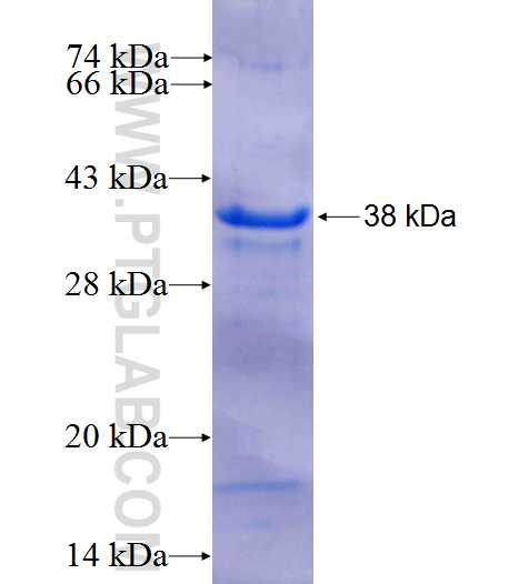 MYOZ1 fusion protein Ag25171 SDS-PAGE