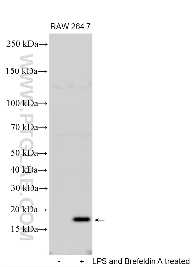 Western Blot (WB) analysis of RAW 264.7 cells using MCP-1/CCL2 Polyclonal antibody (26161-1-AP)