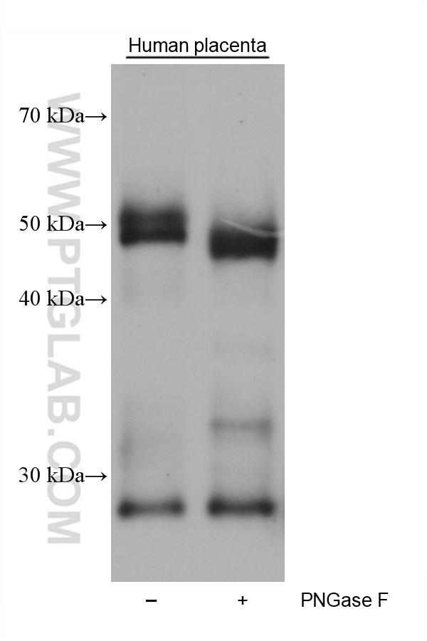 Medin antibody (68736-1-Ig) | Proteintech