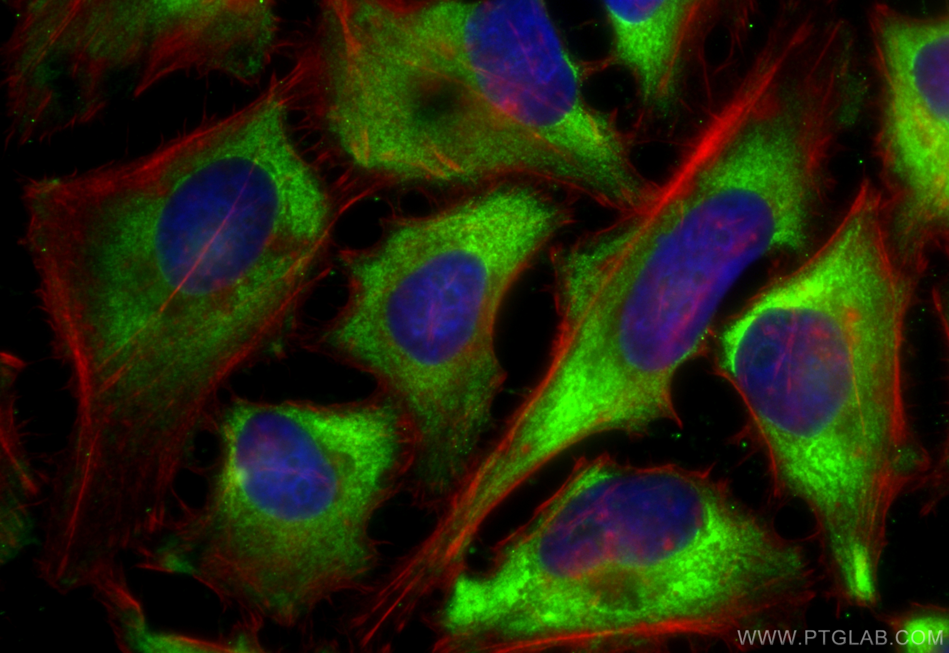 Immunofluorescence (IF) / fluorescent staining of HeLa cells using CoraLite® Plus 488-conjugated Midkine Recombinant  (CL488-84815)