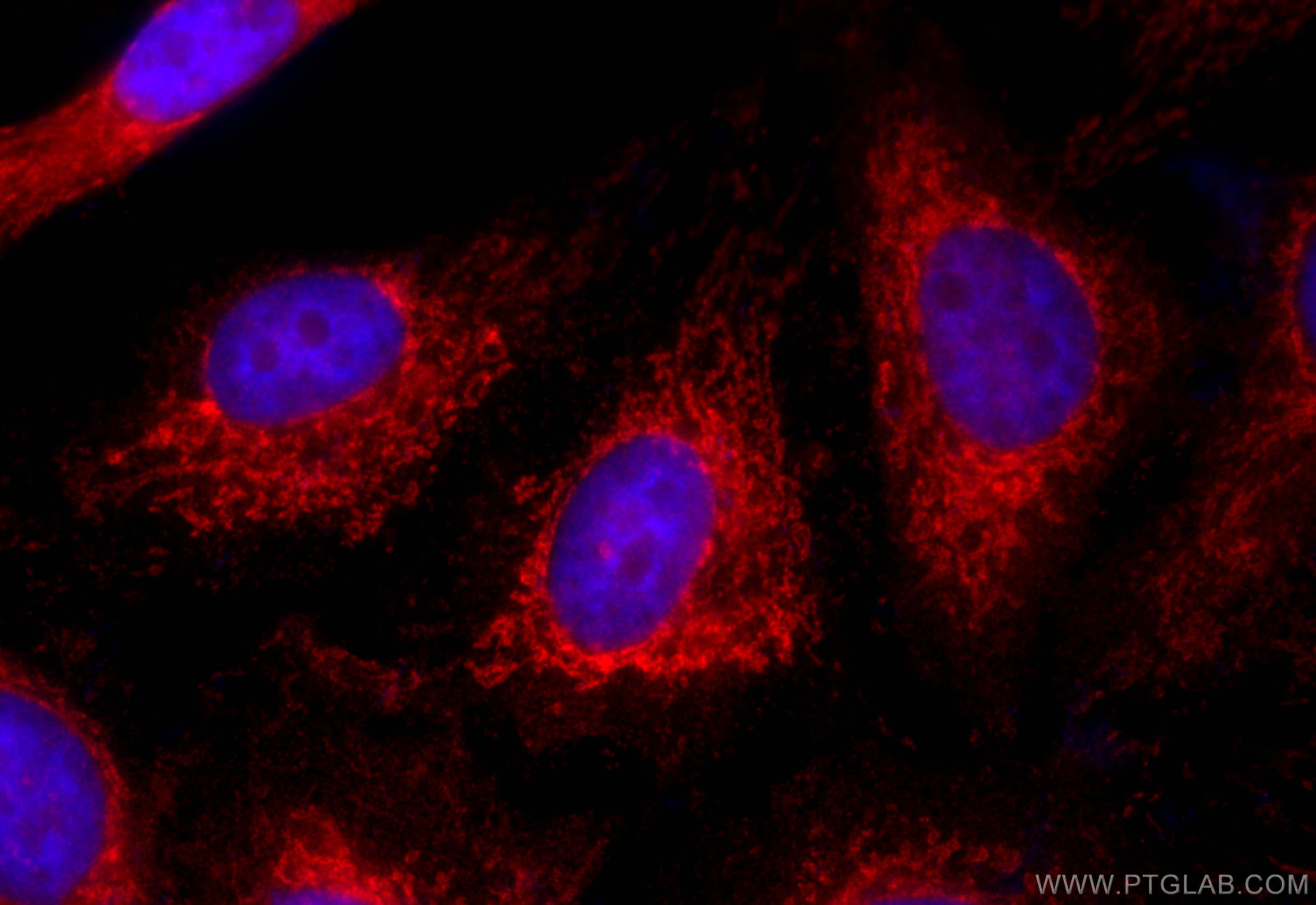 Immunofluorescence (IF) / fluorescent staining of HeLa cells using CoraLite®594-conjugated Mitofilin Polyclonal antib (CL594-10179)