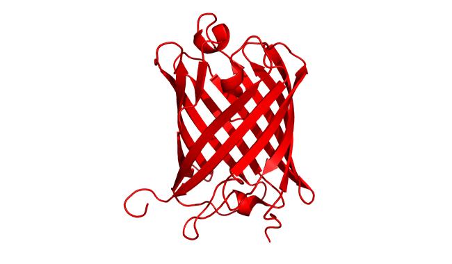 Structure of mEos fluorescent protein