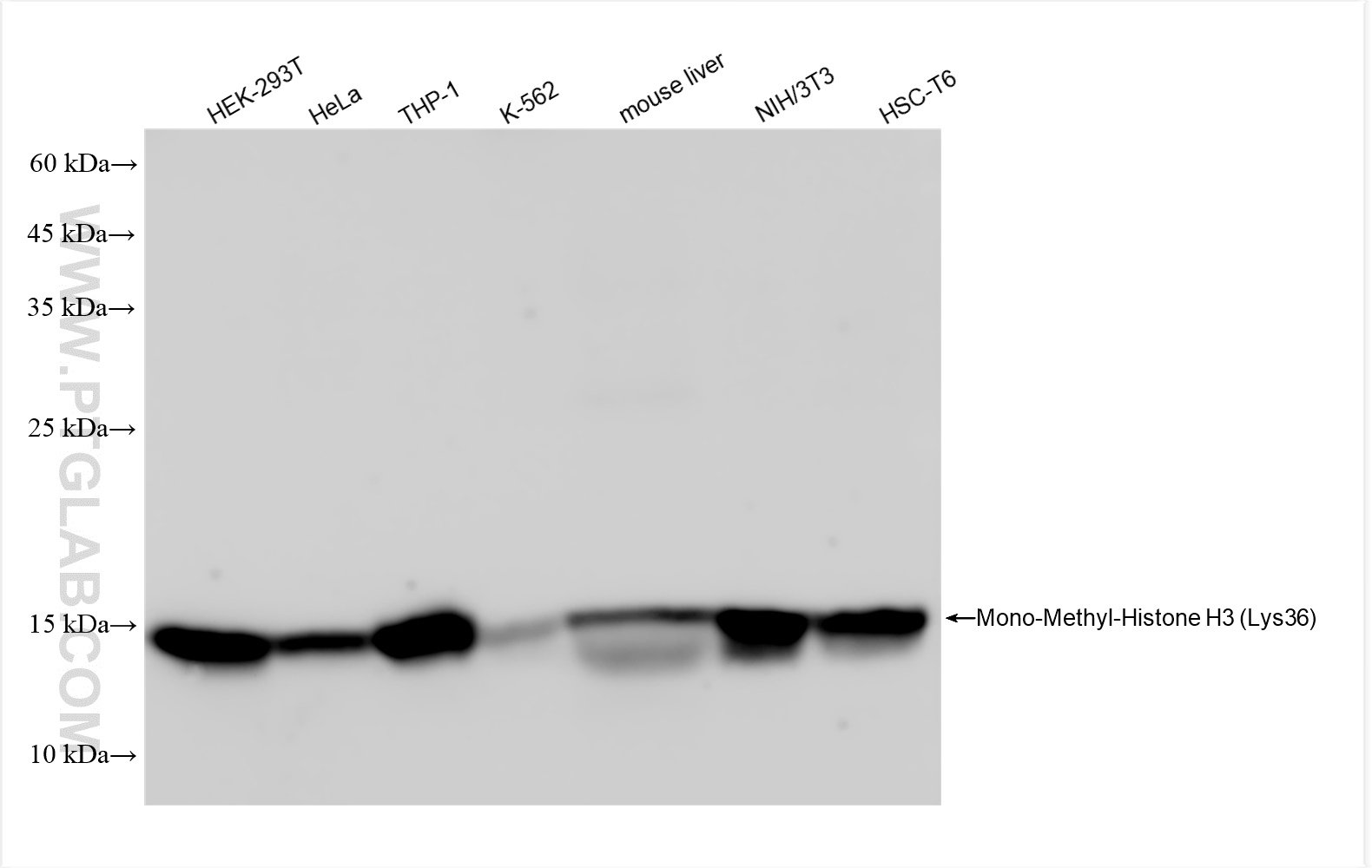 Western Blot (WB) analysis of various lysates using Mono-Methyl-Histone H3 (Lys36) Recombinant antibod (82825-2-RR)