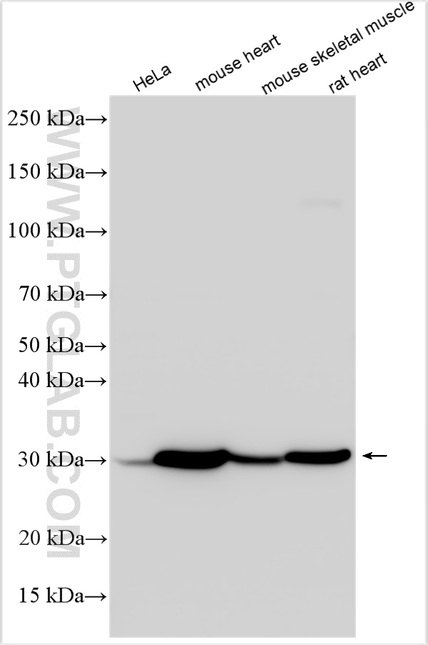 Western Blot (WB) analysis of various lysates using Myogenin Polyclonal antibody (26762-1-AP)