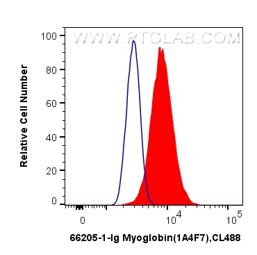 Flow cytometry (FC) experiment of C2C12 cells using Myoglobin Monoclonal antibody (66205-1-Ig)