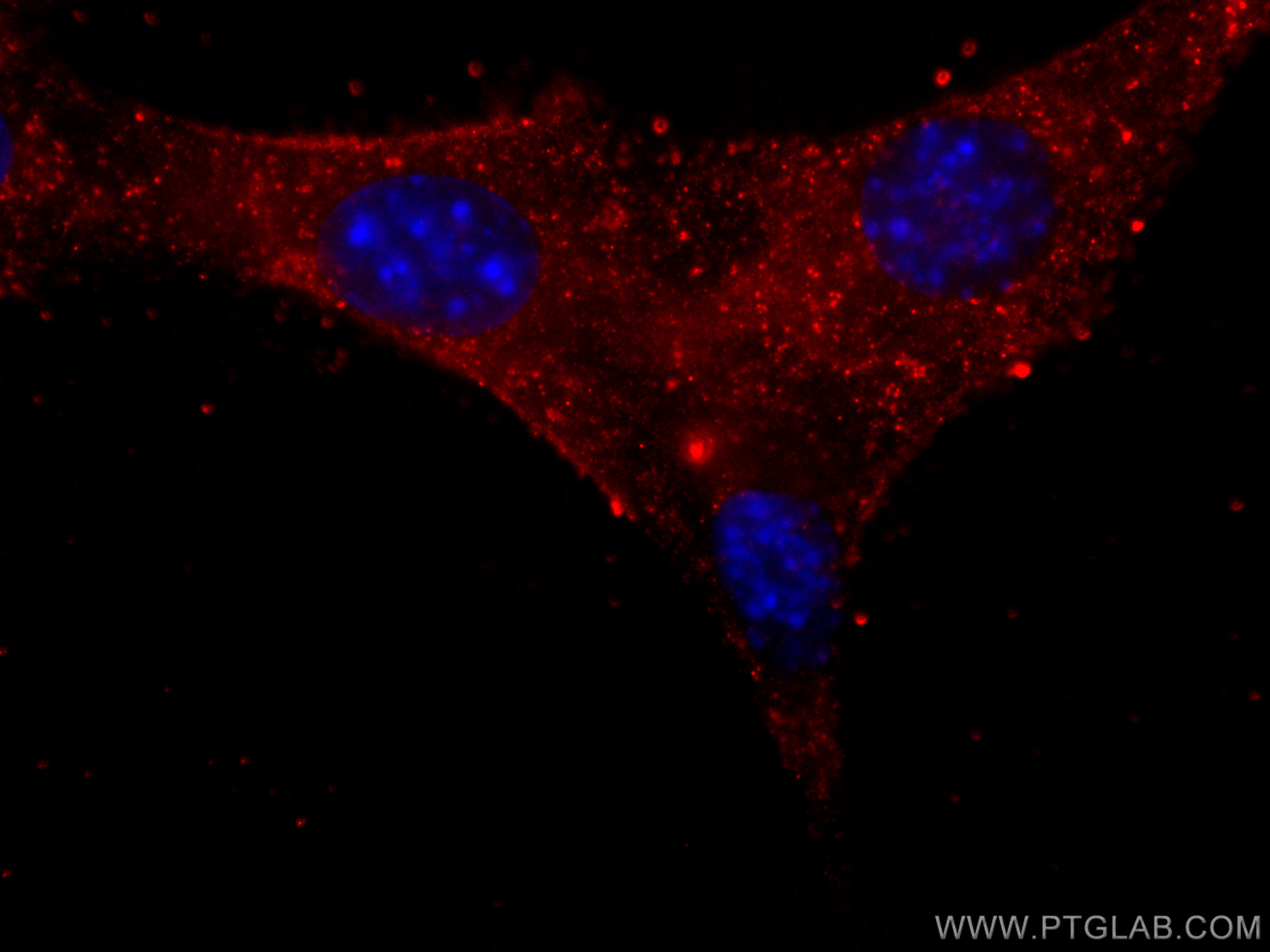 Immunofluorescence (IF) / fluorescent staining of C2C12 cells using CoraLite®594-conjugated Myosin Light Chain 2 Monoc (CL594-60229)