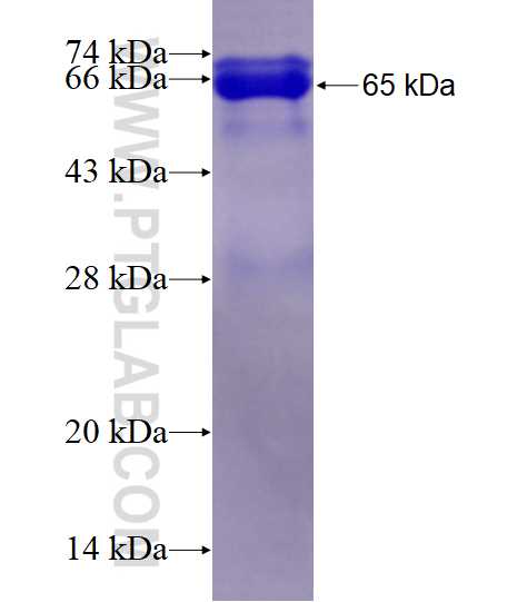 Tax-1 fusion protein Ag0655 SDS-PAGE