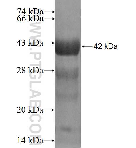 N/A fusion protein Ag13434 SDS-PAGE