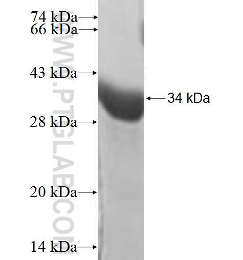 N/A fusion protein Ag6323 SDS-PAGE