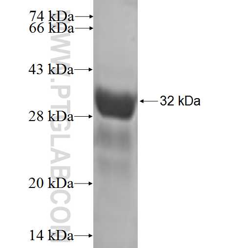 N/A fusion protein Ag6324 SDS-PAGE