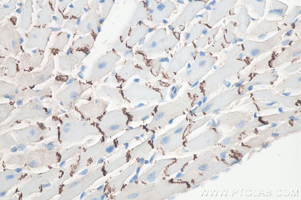 Immunohistochemistry (IHC) staining of mouse heart tissue using N-cadherin Monoclonal antibody (66219-1-Ig)