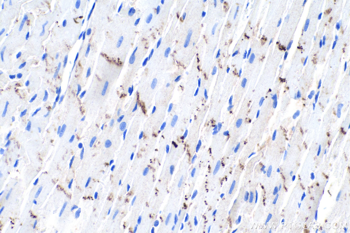 Immunohistochemistry (IHC) staining of rat heart tissue using N-cadherin Monoclonal antibody (66219-1-Ig)