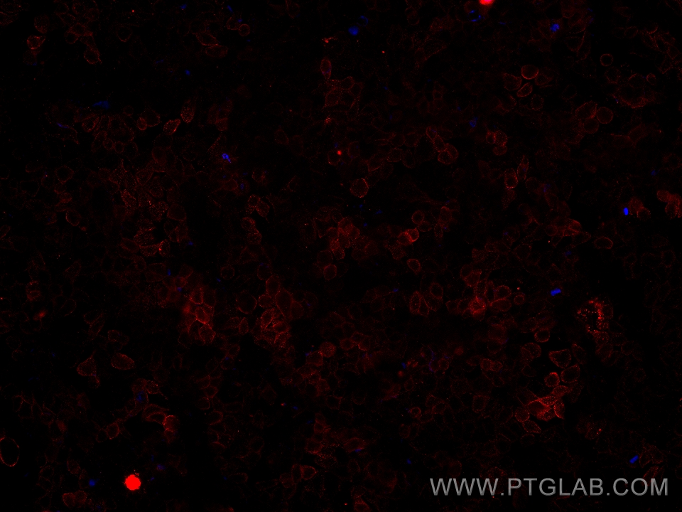 Immunofluorescence (IF) / fluorescent staining of HepG2 cells using N-cadherin Monoclonal antibody (68532-2-Ig)