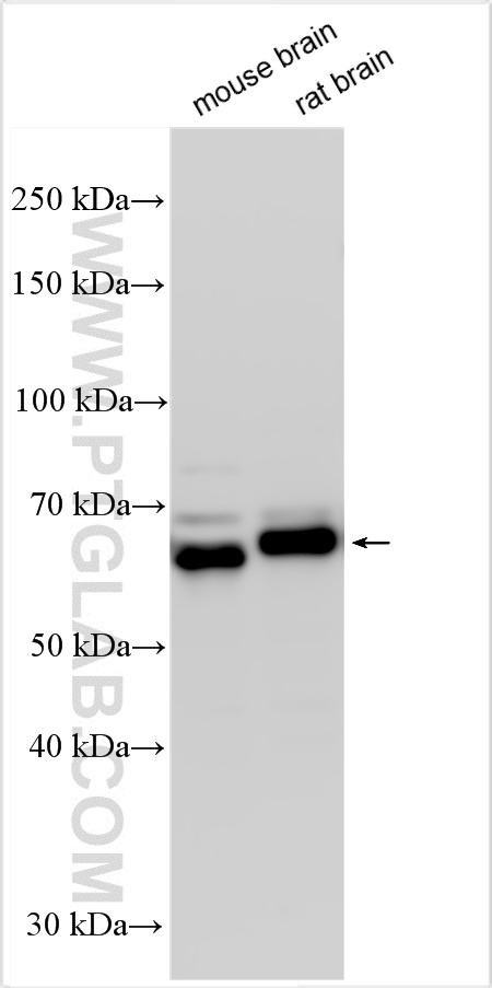 Western Blot (WB) analysis of various lysates using N4BP3 Polyclonal antibody (16733-1-AP)