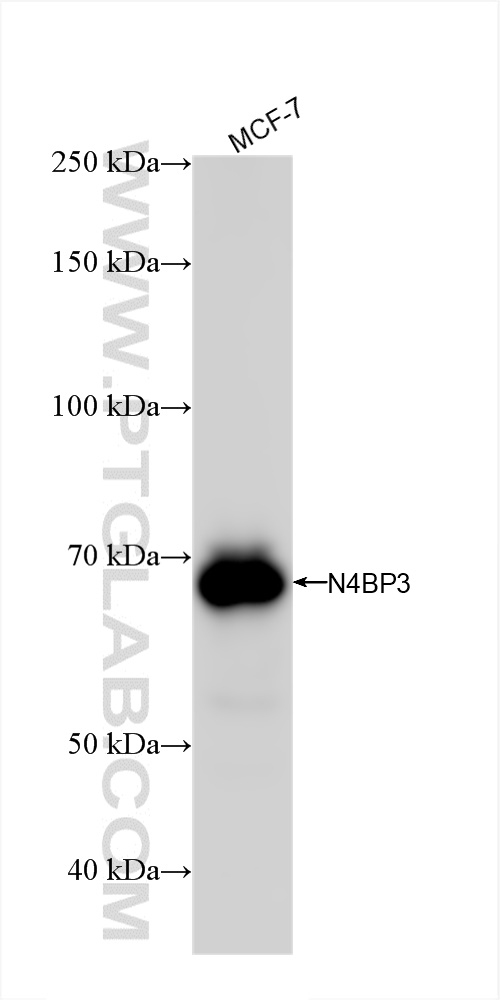 Western Blot (WB) analysis of MCF-7 cells using N4BP3 Recombinant antibody (83178-2-RR)