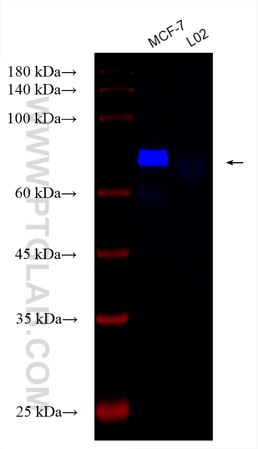 N4BP3