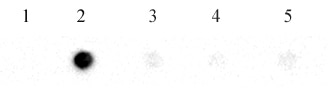 N6-Methyladenosine (m6A) antibody (pAb) tested by RNA dot blot analysis. 3.3ng of a 22 nt RNA containing four repeats of the GAC consensus for N6-methyladenosine within its sequence was spotted onto a membrane and probed with N6-Methyladenosine antibody (1 ug/ml). The sequence contained various adenosine modifications at all four positions as indicated. Lane 1: Adenosine. Lane 2: N6-methyladenosine. Lane 3: 1-methyladenosine. Lane 4: 2’-O-methyladenosine. Lane 5: inosine N6-Methyladenosine (m6A) antibody (pAb) tested by RNA dot blot analysis. 3.3ng of a 22 nt RNA containing four repeats of the GAC consensus for N6-methyladenosine within its sequence was spotted onto a membrane and probed with N6-Methyladenosine antibody (1 ug/ml). The sequence contained various adenosine modifications at all four positions as indicated. Lane 1: Adenosine. Lane 2: N6-methyladenosine. Lane 3: 1-methyladenosine. Lane 4: 2’-O-methyladenosine. Lane 5: inosine