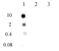 N6-Methyladenosine (m6A) antibody (pAb) tested by DNA dot blot analysis. Single-stranded DNA oligonucleotides (amount of oligo in pmoles listed on the left side of the blot) were spotted on to a positively charged nylon membrane and blotted with N-6-methyladenosine antibody (1 ug/ml dilution). Lane 1: DNA containing a single 6-methyladenosine. Lane 2: DNA containing unmethylated adenosine. Lane 3: DNA containing a single 1-methyladenosine. N6-Methyladenosine (m6A) antibody (pAb) tested by DNA dot blot analysis. Single-stranded DNA oligonucleotides (amount of oligo in pmoles listed on the left side of the blot) were spotted on to a positively charged nylon membrane and blotted with N-6-methyladenosine antibody (1 ug/ml dilution). Lane 1: DNA containing a single 6-methyladenosine. Lane 2: DNA containing unmethylated adenosine. Lane 3: DNA containing a single 1-methyladenosine.