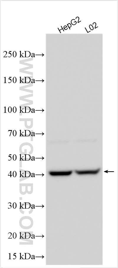 Western Blot (WB) analysis of various lysates using NAAA Polyclonal antibody (16576-1-AP)