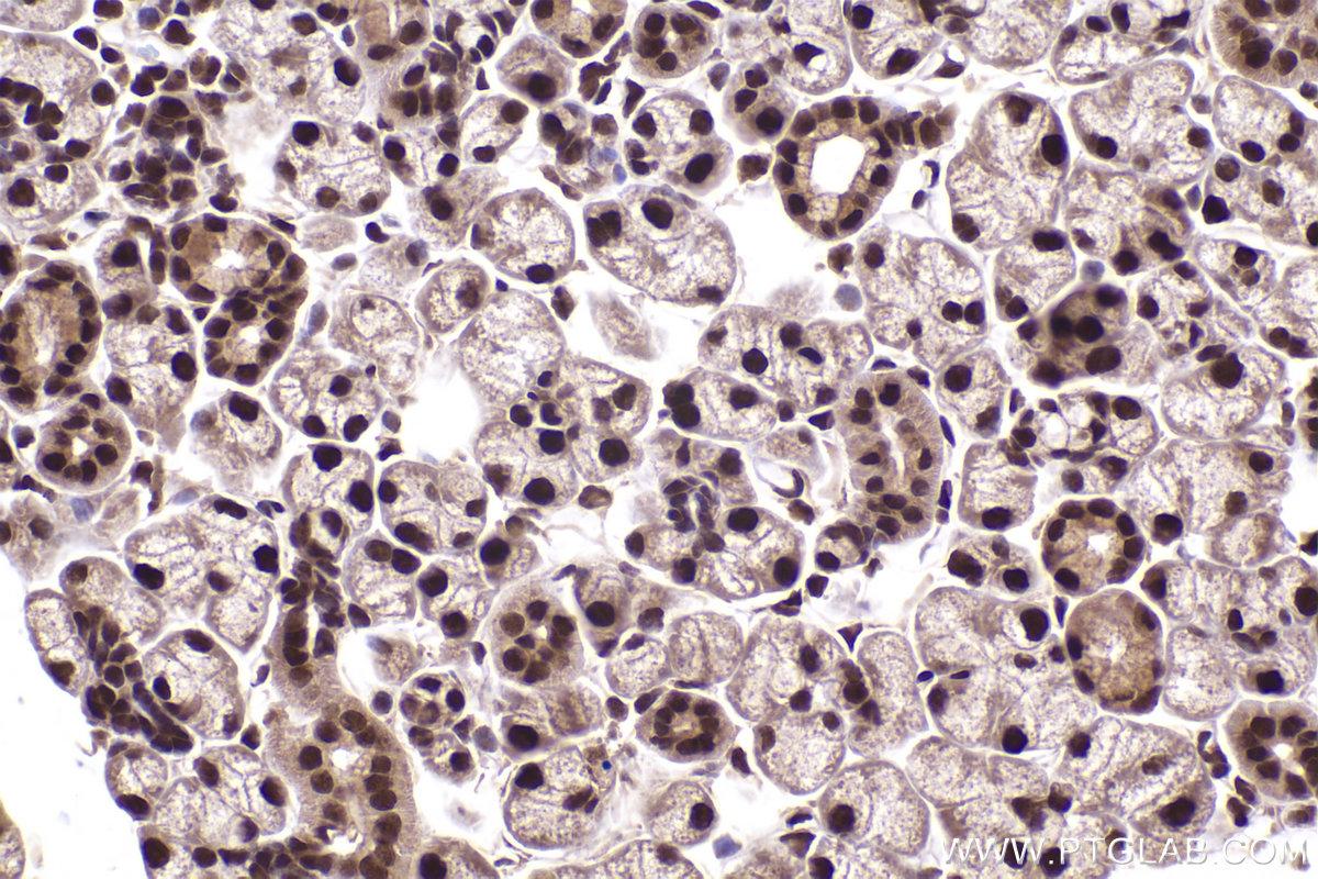 Immunohistochemistry (IHC) staining of mouse salivary gland tissue using APPBP1 Polyclonal antibody (14863-1-AP)