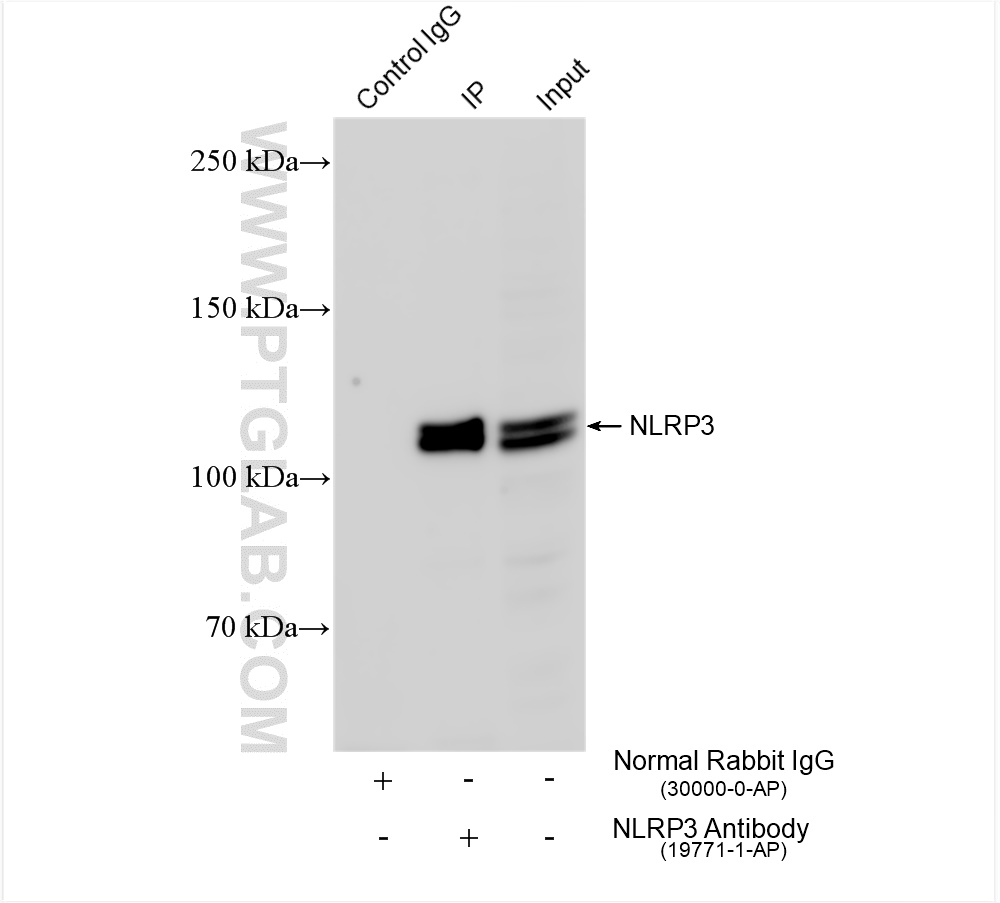 Immunoprecipitation (IP) experiment of THP-1 cells using NLRP3 Polyclonal antibody (19771-1-AP)