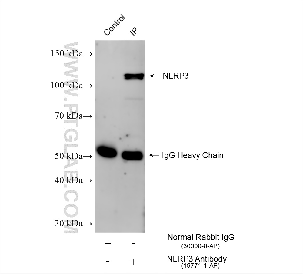 Immunoprecipitation (IP) experiment of THP-1 cells using NLRP3 Polyclonal antibody (19771-1-AP)
