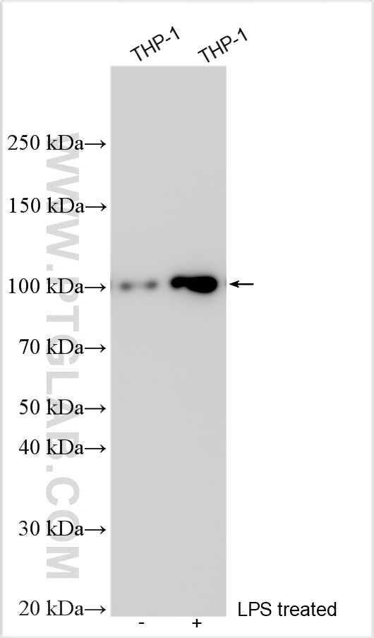 Western Blot (WB) analysis of various lysates using NLRP3 Polyclonal antibody (19771-1-AP)