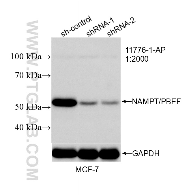 Western Blot (WB) analysis of MCF-7 cells using NAMPT/PBEF Polyclonal antibody (11776-1-AP)