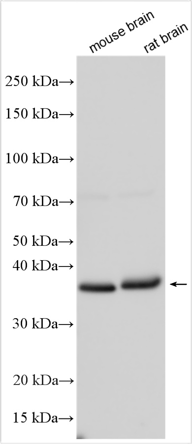 Western Blot (WB) analysis of various lysates using Nanog Polyclonal antibody (14295-1-AP)