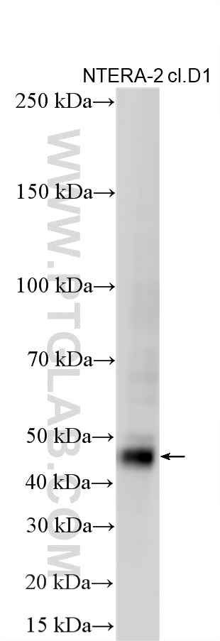 Western Blot (WB) analysis of various lysates using Nanog Polyclonal antibody (14295-1-AP)