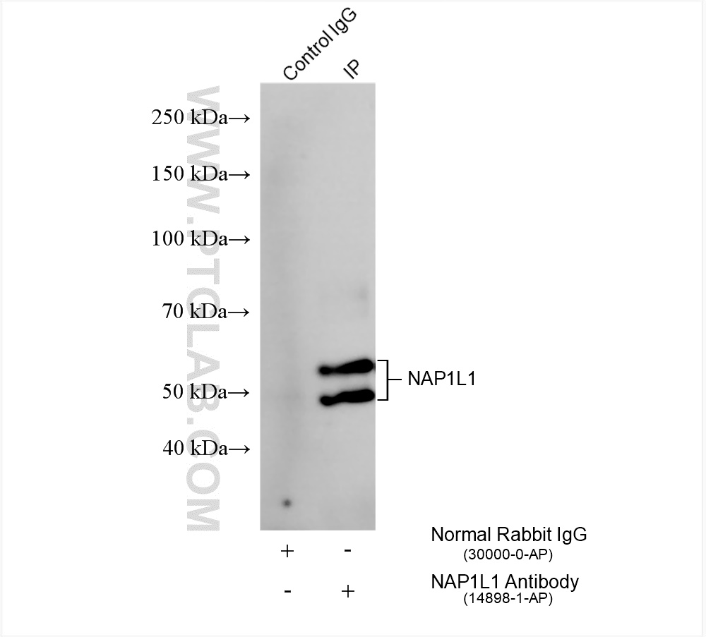 Immunoprecipitation (IP) experiment of HEK-293 cells using NAP1L1 Polyclonal antibody (14898-1-AP)