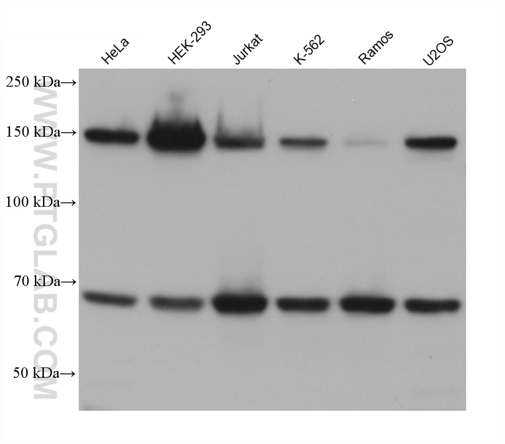 Western Blot (WB) analysis of various lysates using NASP Monoclonal antibody (68710-1-Ig)