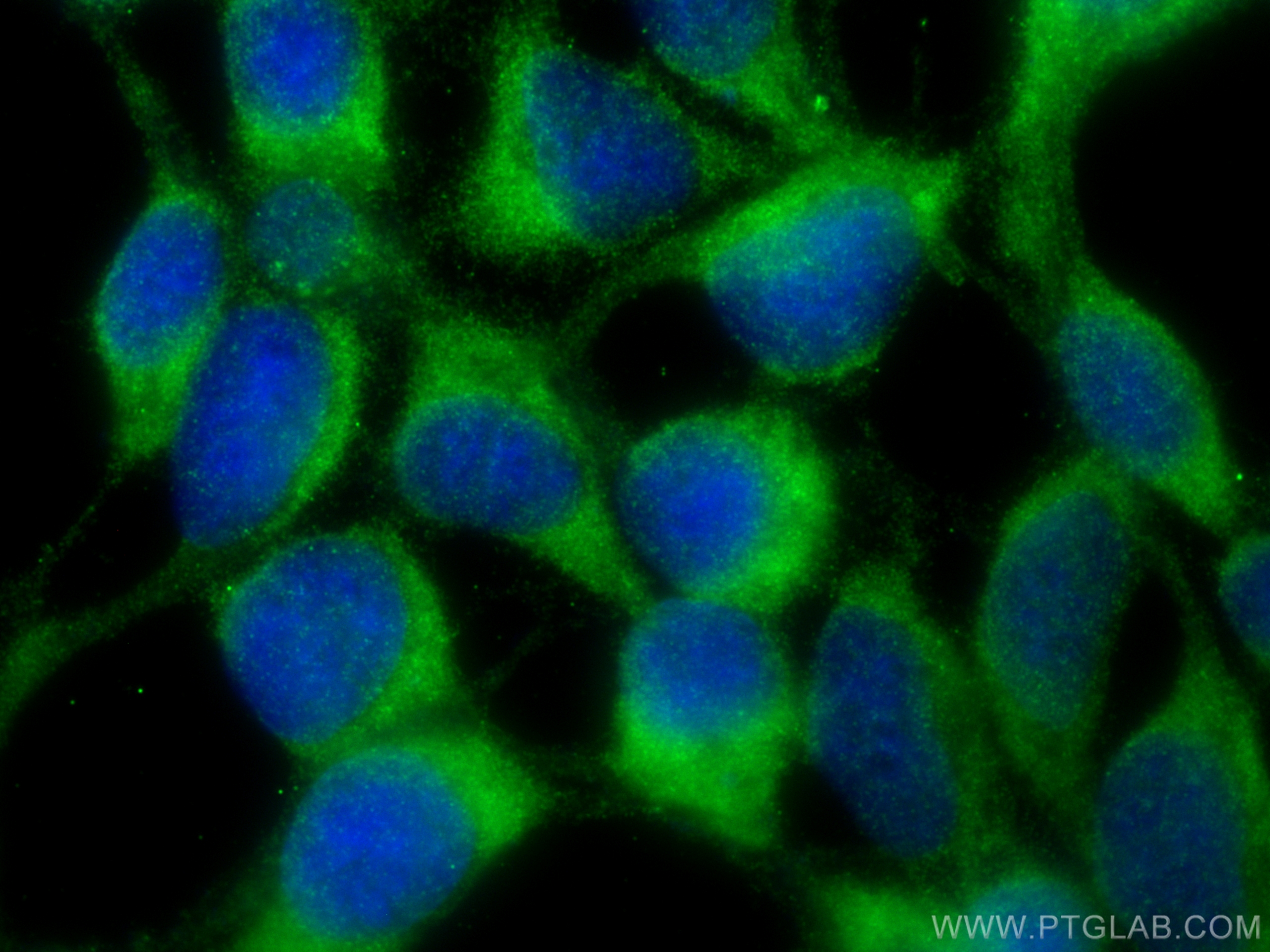 Immunofluorescence (IF) / fluorescent staining of HEK-293 cells using NAT8L Polyclonal antibody (23841-1-AP)