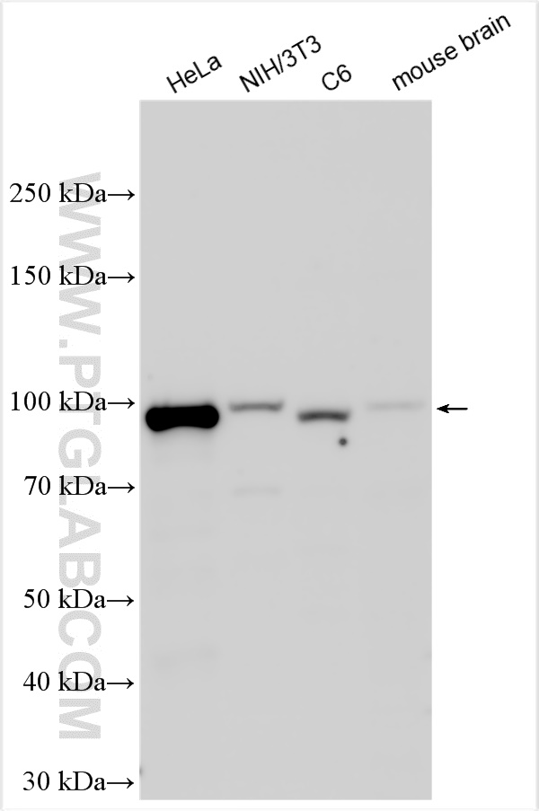 Western Blot (WB) analysis of various lysates using NBN / NBS1 Polyclonal antibody (55025-1-AP)