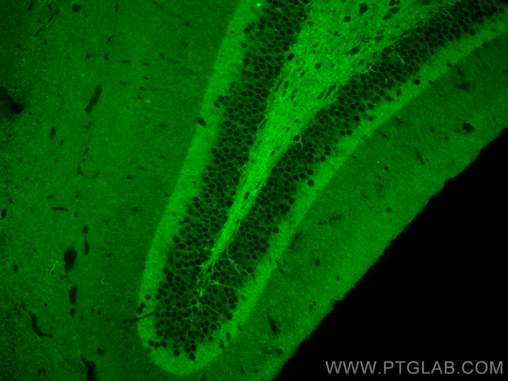 Immunofluorescence (IF) / fluorescent staining of mouse brain tissue using CoraLite® Plus 488-conjugated NCAM1/CD56 Recombina (CL488-82715)