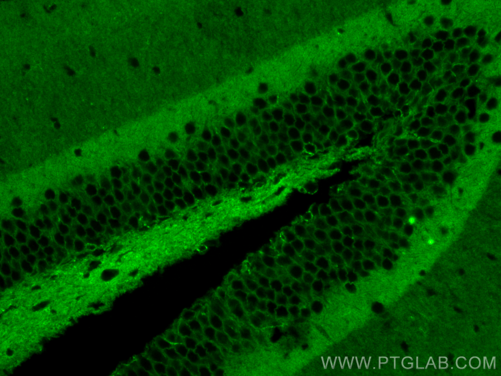 Immunofluorescence (IF) / fluorescent staining of mouse brain tissue using CoraLite® Plus 488-conjugated NCAM1/CD56 Recombina (CL488-82715)