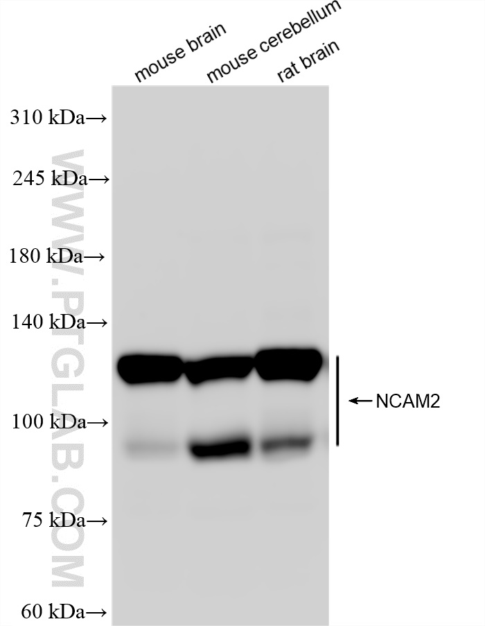 Western Blot (WB) analysis of various lysates using NCAM2 Recombinant antibody (83494-2-RR)