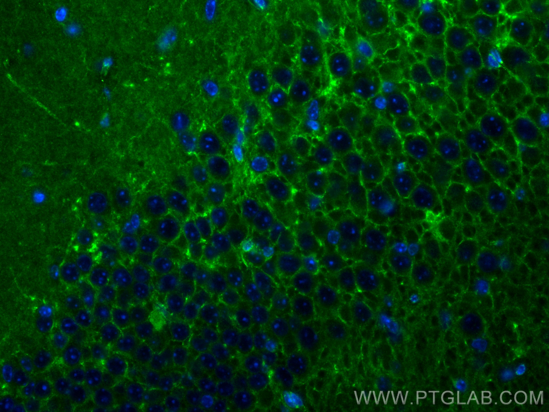 Immunofluorescence (IF) / fluorescent staining of mouse brain tissue using NCAM2 Recombinant antibody (83494-6-RR)