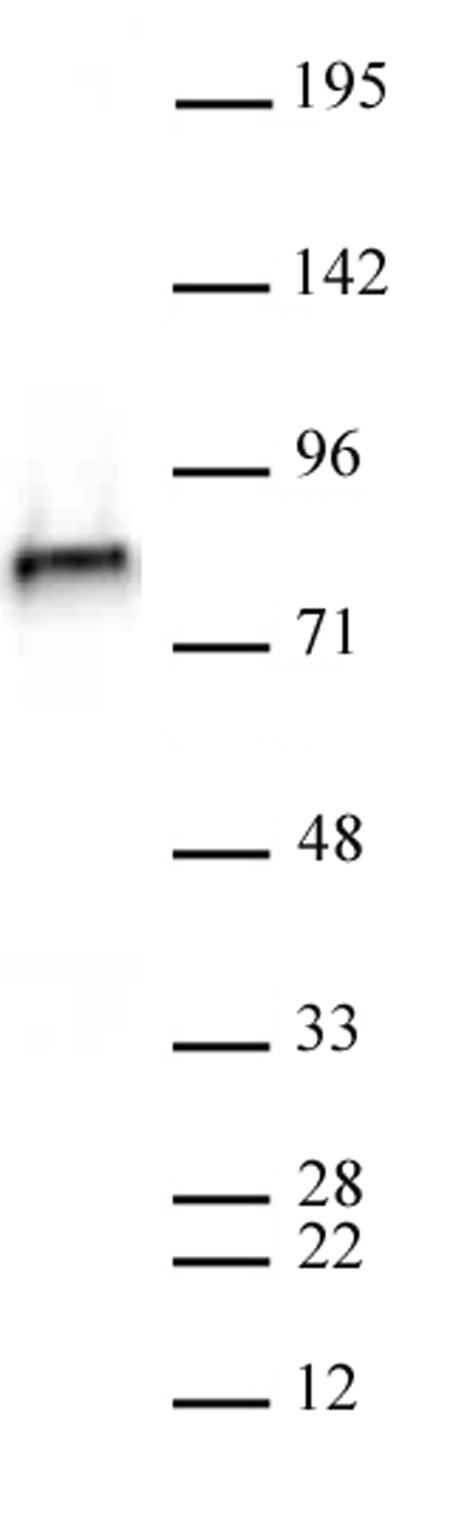 NCAPH2 antibody (mAb) (Clone 5F2G4) tested by Western blot. NCAPH2 antibody detection by Western blot. The analysis was performed using 30 ug of HeLa nuclear extract and NCAPH2 antibody at a 1 ug/ml dilution.