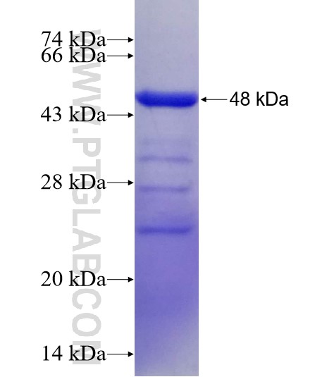 NCF4 fusion protein Ag7429 SDS-PAGE