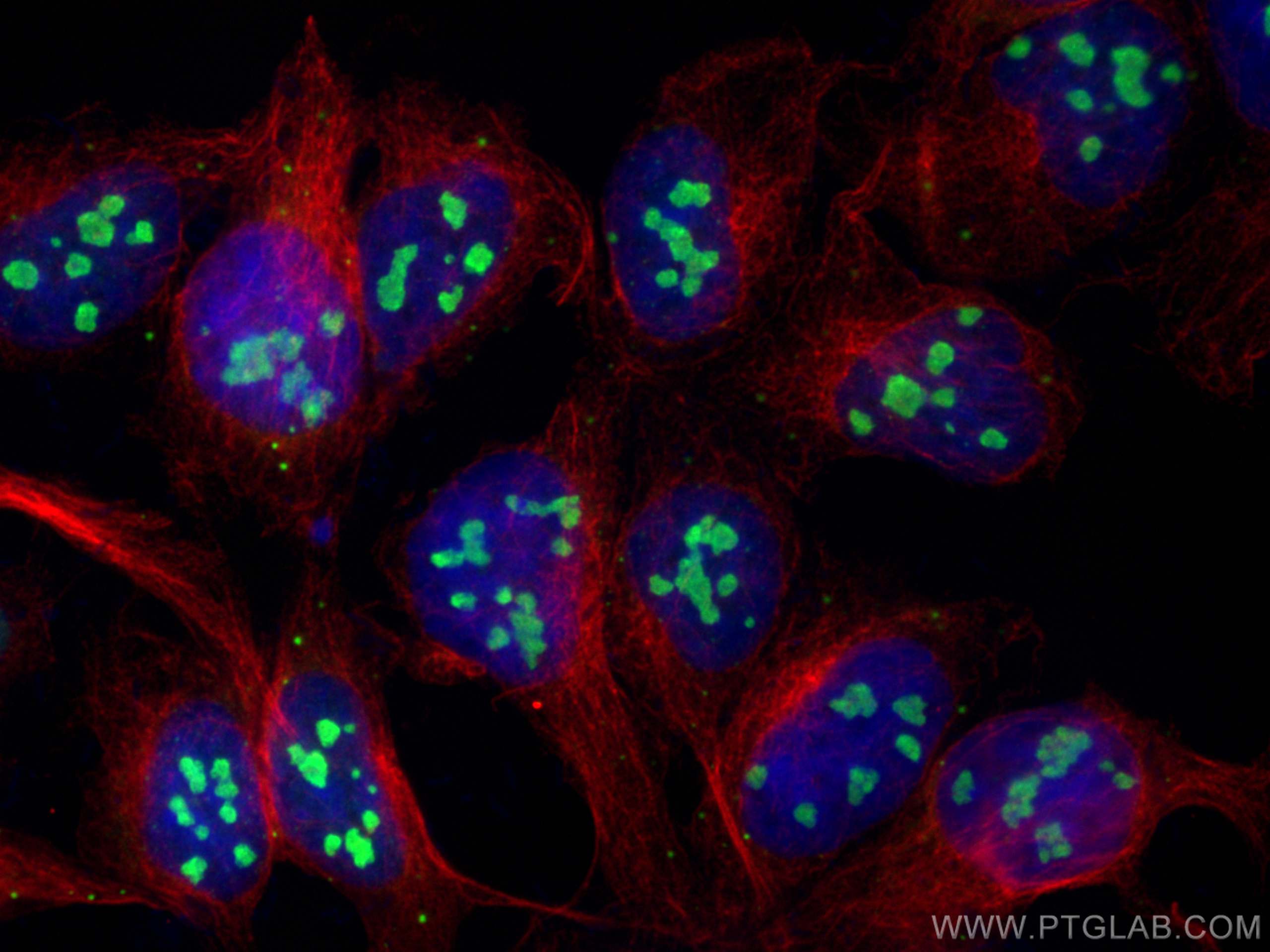 Immunofluorescence (IF) / fluorescent staining of HEK-293 cells using Nucleolin/C23 Polyclonal antibody (10556-1-AP)