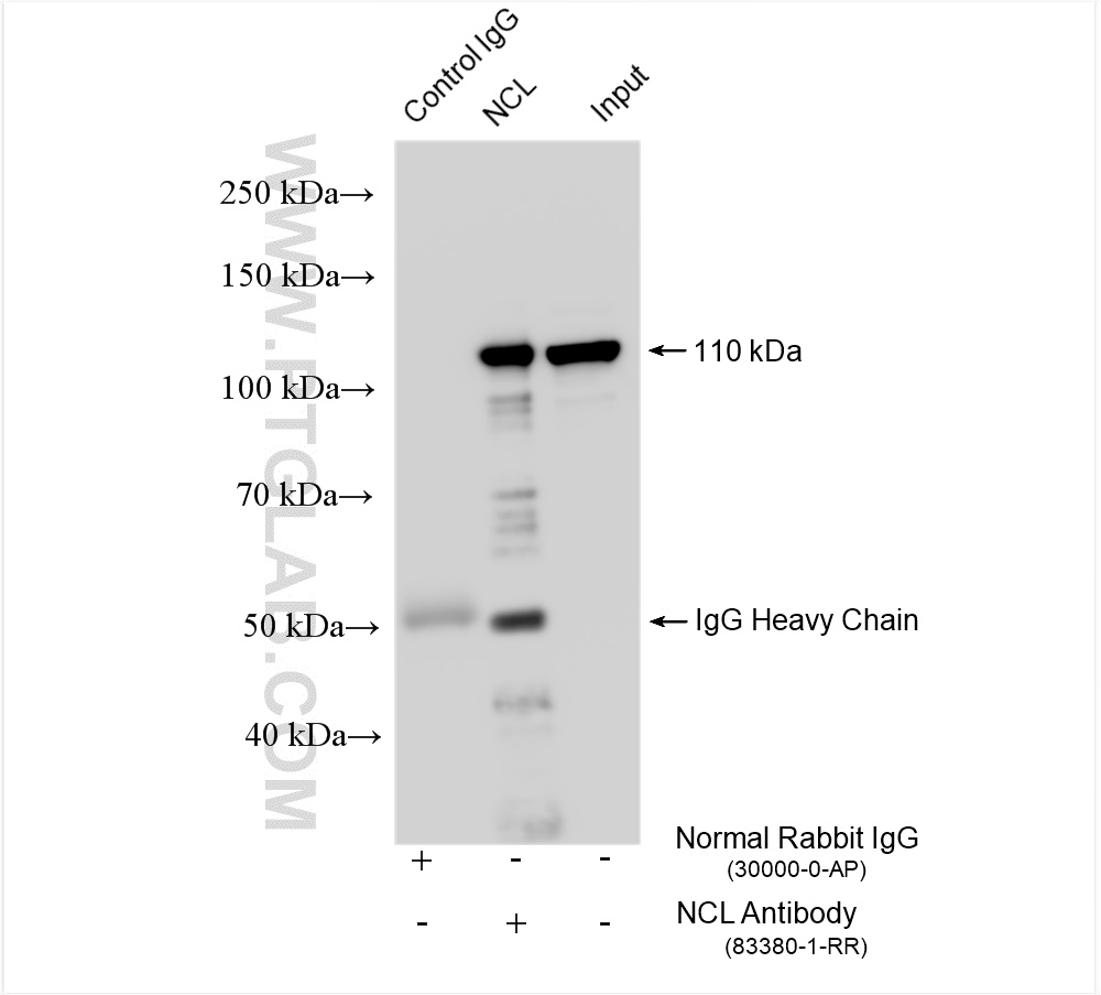 Immunoprecipitation (IP) experiment of HeLa cells using Nucleolin/C23 Recombinant antibody (83380-1-RR)