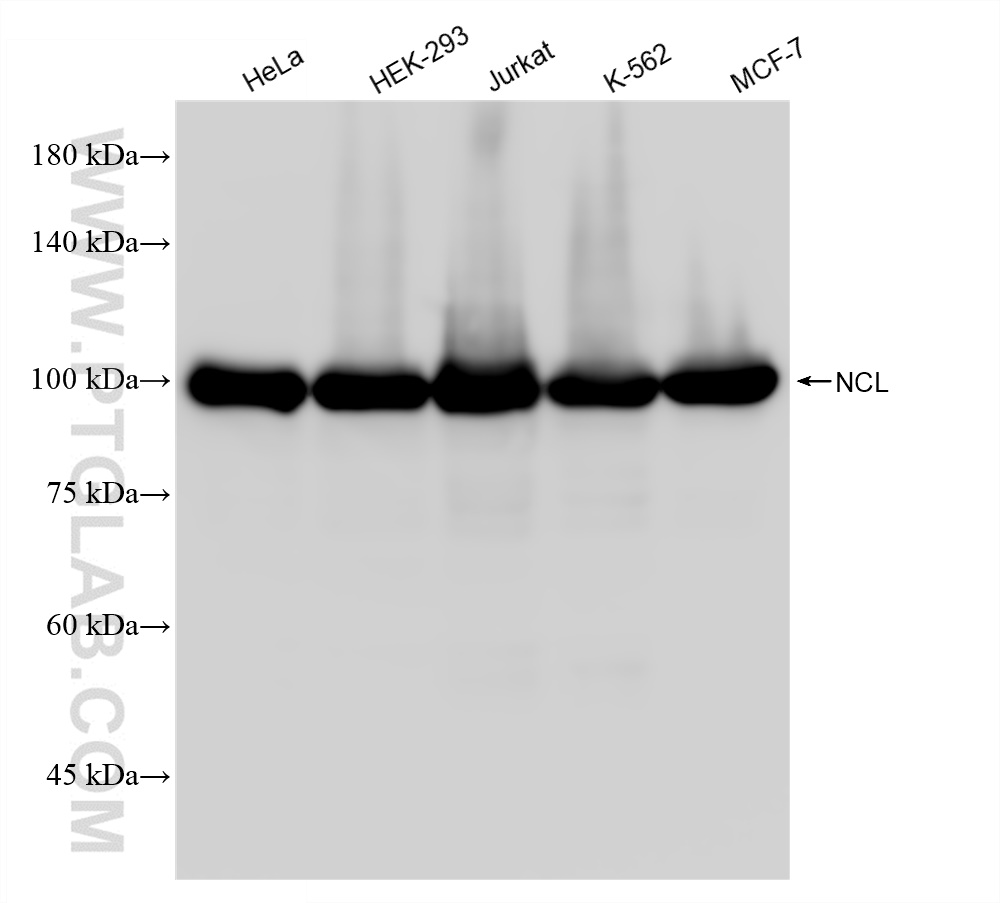 Western Blot (WB) analysis of HeLa cells using Nucleolin/C23 Recombinant antibody (83380-1-RR)