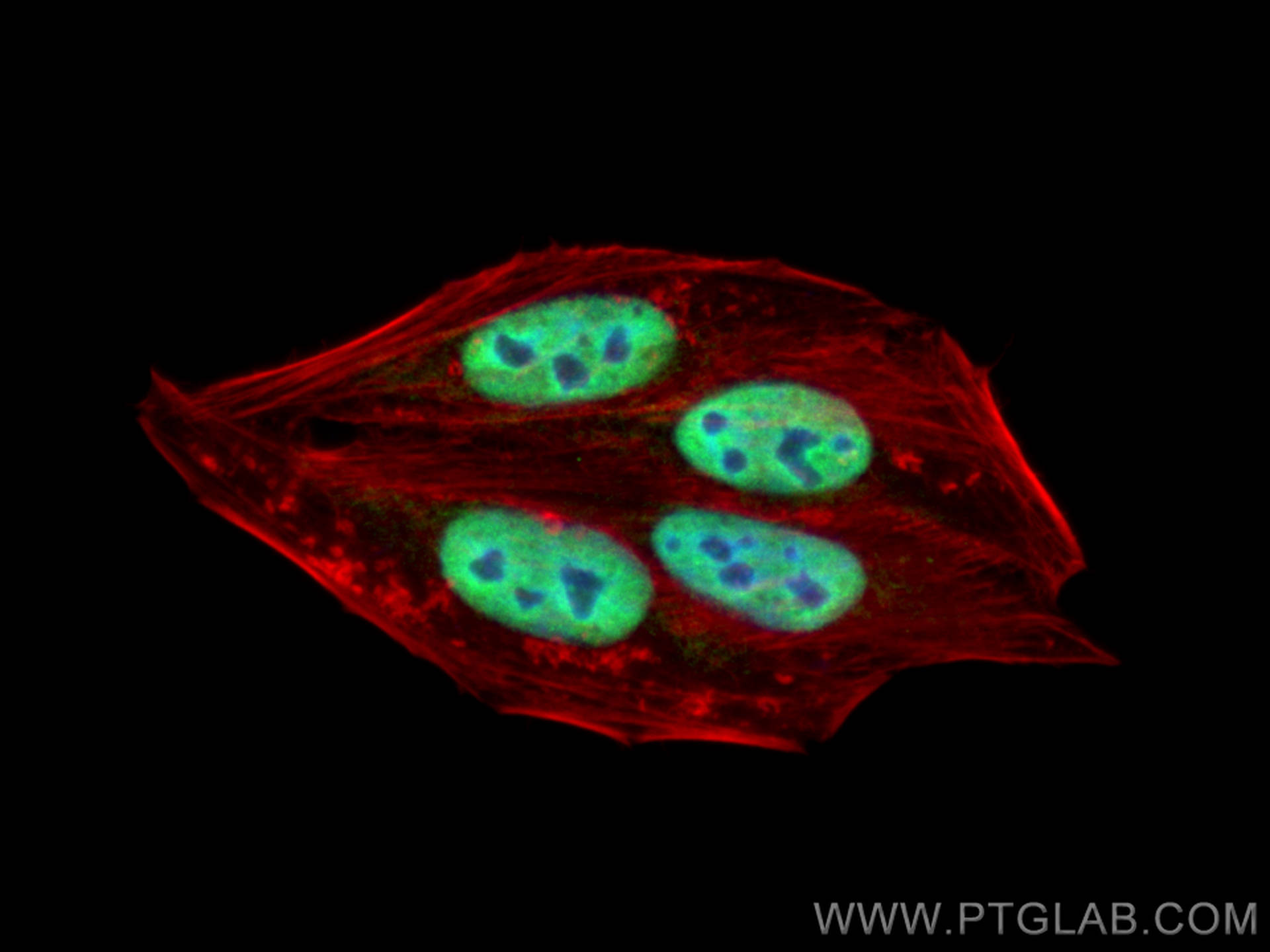 Immunofluorescence (IF) / fluorescent staining of HepG2 cells using NCOA2 Polyclonal antibody (30962-1-AP)